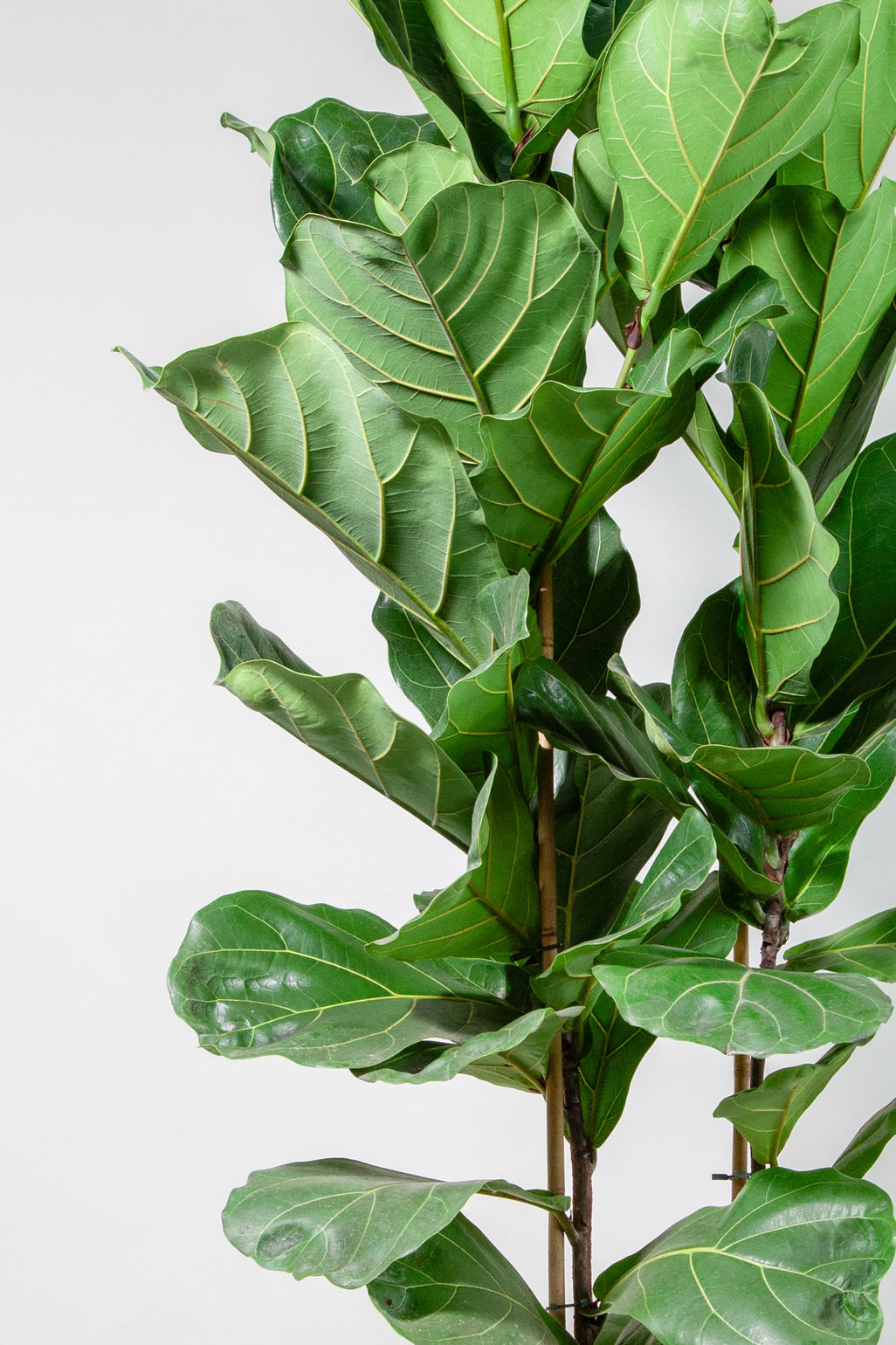 files/IndoorPlants-StudioShots13.11.2023-863.jpg